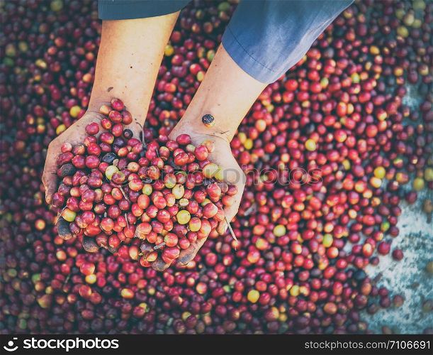Fresh red raw berries coffee beans arabica agriculturist hands .Organic coffee beans agriculture harvesting farmer concept.vintage toned