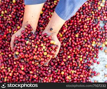 Fresh red raw berries coffee beans arabica agriculturist hands .Organic coffee beans agriculture harvesting farmer concept