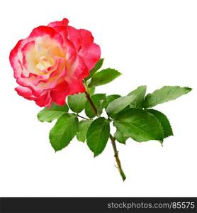 Fresh red rose isolated on white background. Top view.