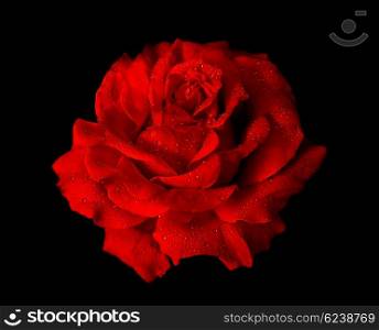 Fresh red rose with dew isolated over white background
