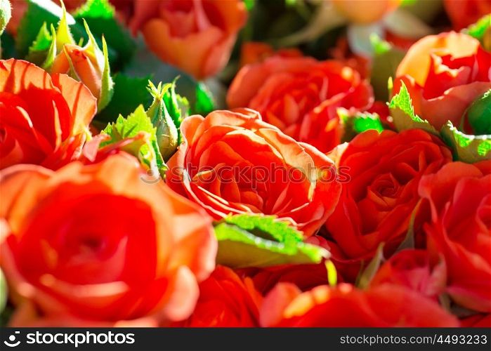 Fresh red roses with green leaves- nature spring sunny background. Soft focus and bokeh