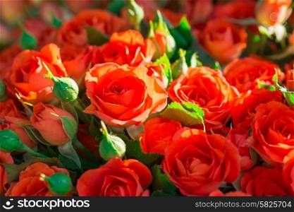 Fresh red roses with green leaves- nature spring sunny background. Soft focus and bokeh