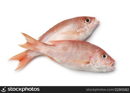 Fresh red snappers on white background