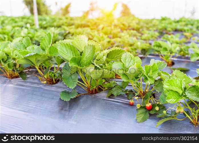 Fresh red strawberries fruits on strawberry plant at strawberry garden under the evening sunlight in Thailand. Strawberry garden under the evening sunlight