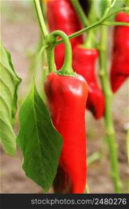 Fresh red sweet bell pepper plants growing in plantation .. Fresh red sweet bell pepper plants growing in plantation