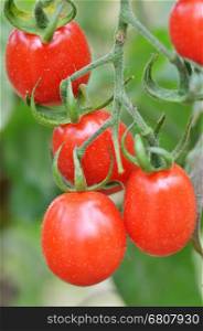 Fresh red tomatoes ripening in the greenhouse