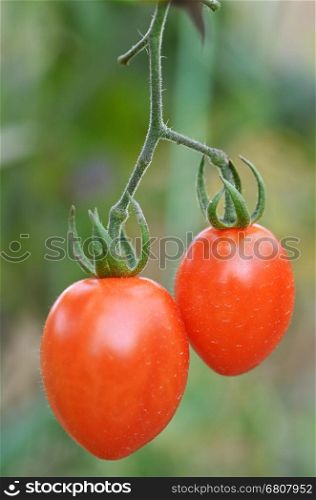 Fresh red tomatoes ripening in the greenhouse