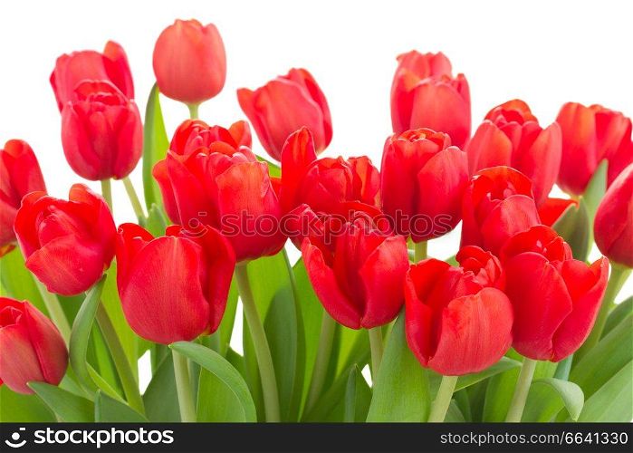 fresh red tulip flowers border isolated on white background. fresh red tulip flowers