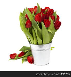 fresh red tulips on white background