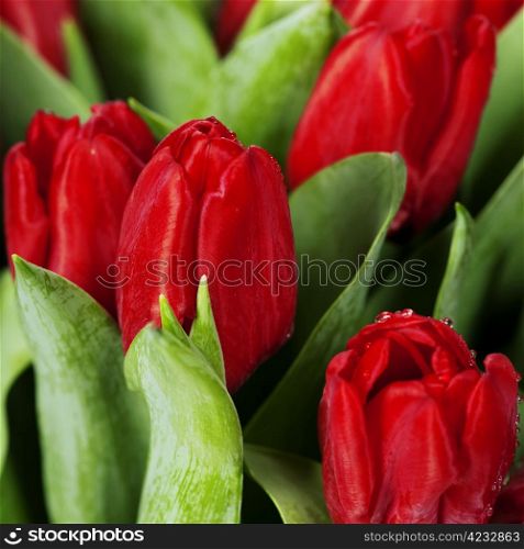 fresh red tulips on white background