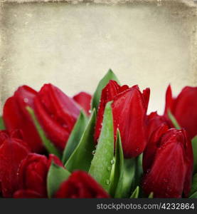 fresh red tulips on white background