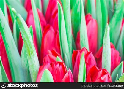 Fresh red tulips with green leaves- nature spring background. Soft focus and bokeh
