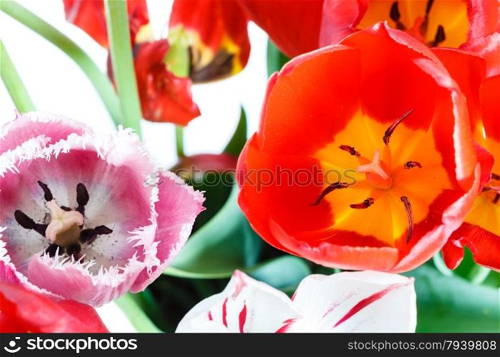 fresh red, white, pink tulip flowers in posy close up