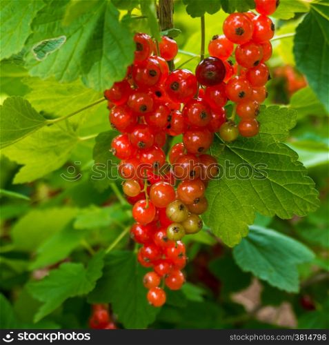 fresh redcurrant berry fruits and leaf. Redcurrants. Red currants in the garden