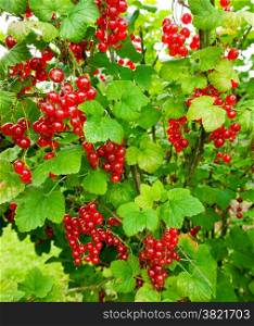fresh redcurrant berry fruits and leaf. Redcurrants. Red currants in the garden