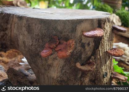 Fresh reishi mushroom for display, stock photo