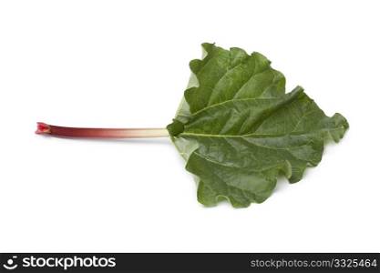 Fresh Rhubarb stalk and leaf