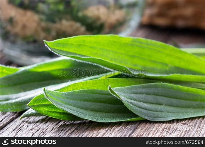 Fresh ribwort plantain leaves on a table
