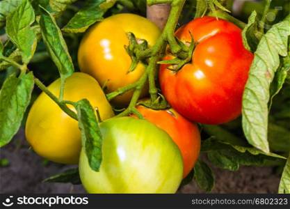 fresh ripe and immature tomatoes on garden bed