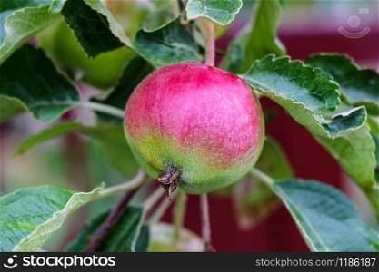 fresh ripe apples on a tree in a garden. fresh ripe apples on a tree in a garden.