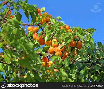 Fresh ripe apricots on tree