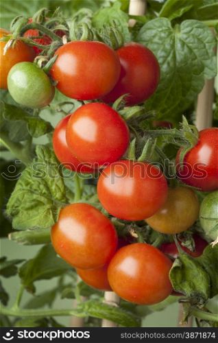 Fresh ripe cherry tomatoes on a plant
