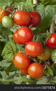Fresh ripe cherry tomatoes on a plant