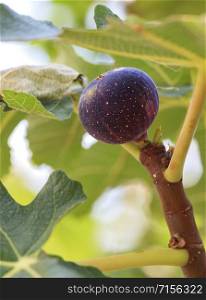 Fresh, ripe dark burgundy young figs fruits on a branch on a background of succulent green leaves of a tree.. The fruit of ripe dark burgundy figs on a young light green tree