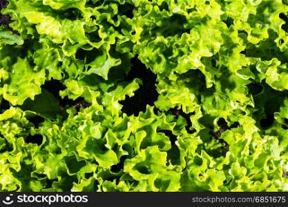 fresh ripe green salad on garden bed