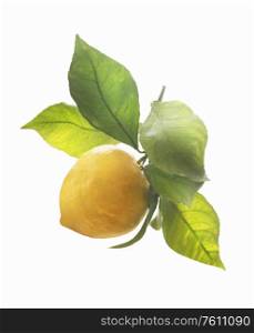 Fresh ripe organic lemon on branch with green leaves on white background. Citrus fruits concept
