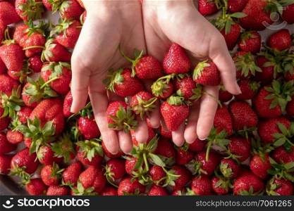 Fresh ripe organic strawberries closeup. Woman holding strawberry in her hands. Flat lay. Many healthy fresh strawberries on woman hands, focus on strawberry. Top view