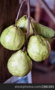 Fresh ripe Psidium guajava or common Guava tropical fruits, exotic Asian fruit