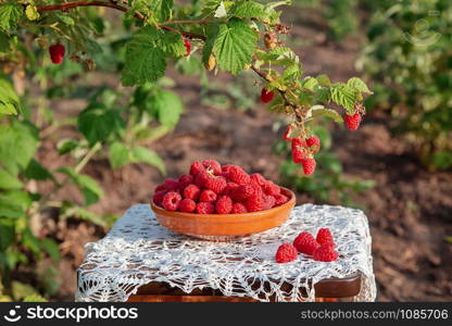 Fresh ripe raspberries in a clay bowl under a raspberry bush. Organic growing of raspberry in the garden.. Fresh ripe raspberries in a clay bowl under a raspberry bush.