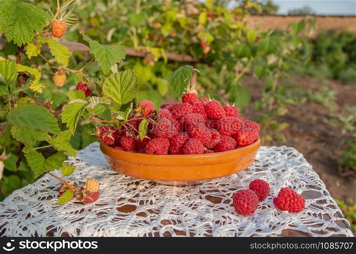 Fresh ripe raspberries in a clay bowl under a raspberry bush. Organic growing of raspberry in the garden.. Fresh ripe raspberries in a clay bowl under a raspberry bush.