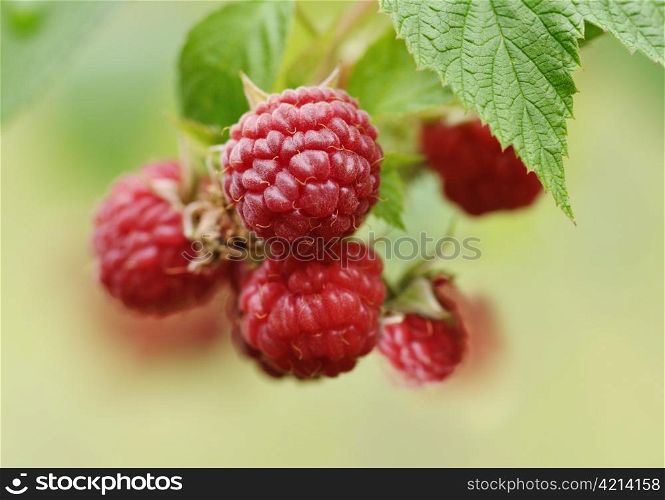 Fresh ripe raspberry berries on green background