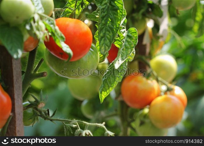 Fresh ripe red tomatoes plant growth in garden ready to harvest