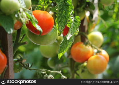 Fresh ripe red tomatoes plant growth in garden ready to harvest