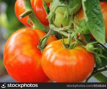 Fresh ripe red tomatoes plant growth in garden ready to harvest