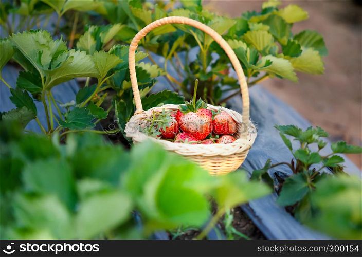 fresh ripe strawberries in basket on strawberry field. strawberries in basket