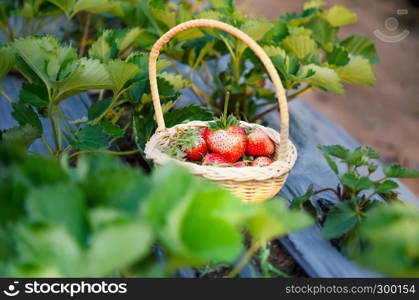 fresh ripe strawberries in basket on strawberry field. strawberries in basket