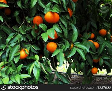 Fresh ripe tangerines in dense foliage.