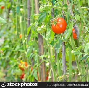 fresh ripe tomatoes in garden