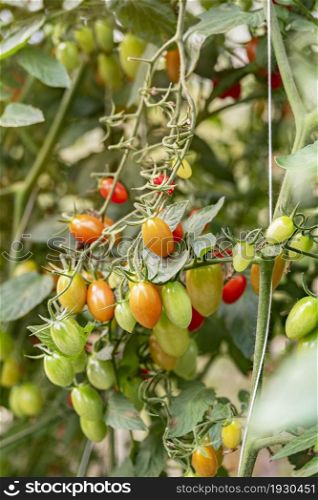 Fresh ripe tomatoes with green leaves growing on a branch in a garden. Fresh ripe tomatoes with green leaves