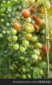 Fresh ripe tomatoes with green leaves growing on a branch in a garden. Fresh ripe tomatoes with green leaves