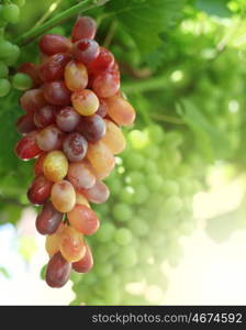 fresh rose and green grapes with leaf