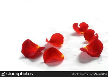 Fresh rose petals with water droplets on white background