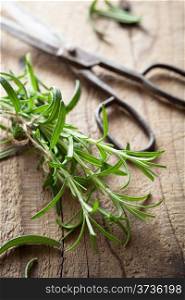 fresh rosemary herb on wooden background