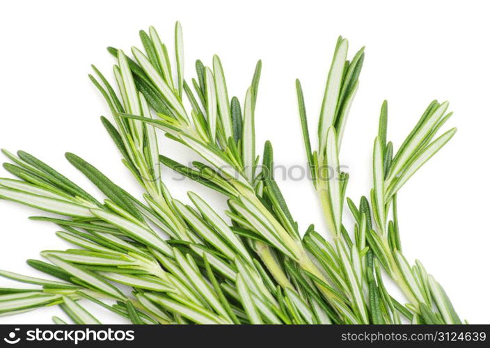 fresh rosemary isolated on white