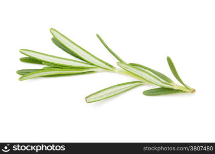 fresh rosemary isolated on white