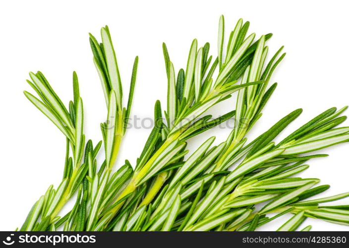 fresh rosemary isolated on white